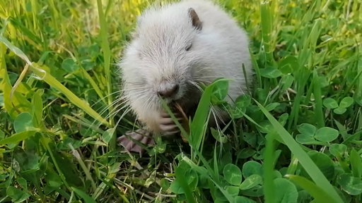 Nutria auf einer Wiese