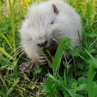 Nutria auf einer Wiese