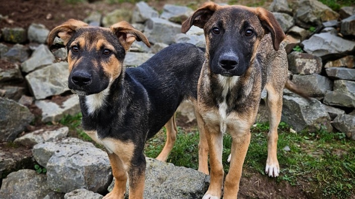Diese beiden Hunde kamen im Heinsberger Tierheim in Quarantäne.