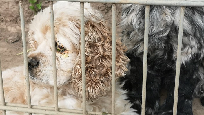 Im Tierheim warten viele Tieren auf ein neues zuhause.