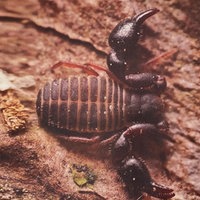 Nahaufnahme des seltenes Insekts Denrochernes Cyrneus.