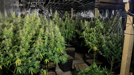 Etliche Cannabisplanzen stehen in einer Lagerhalle in Aachen. 