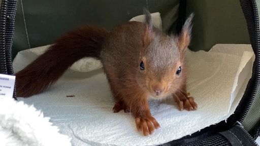Eichhörnchen Peanut wird in der Wildtierhilfe gepflegt