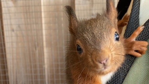 Eichhörnchen Peanut schaut neugierig in die Kamera
