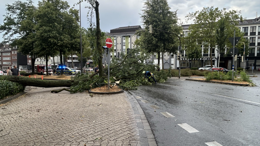 Ein umgestürtzer großer Baum ist auf eine Straße gefallen und blockiert den Verkehr. Im Hintergund fährt die Polizei 