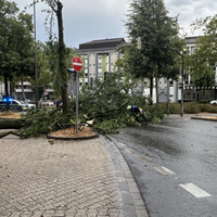 Ein umgestürtzer großer Baum ist auf eine Straße gefallen und blockiert den Verkehr. Im Hintergund fährt die Polizei 