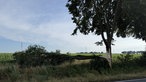 Abgebrochener Baum am Straßenrand