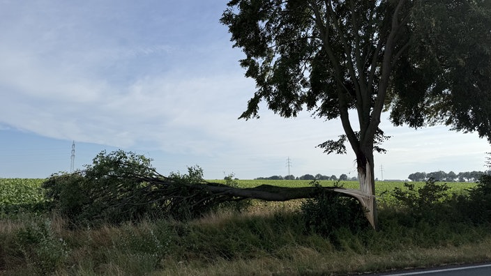 Abgebrochener Baum am Straßenrand