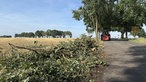 Ast-Reste am Straßenrand