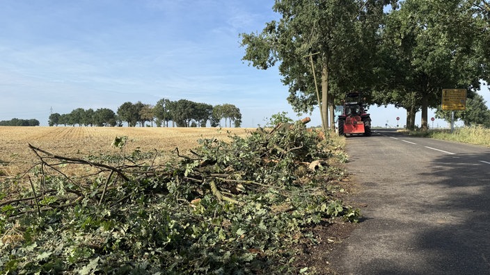 Ast-Reste am Straßenrand