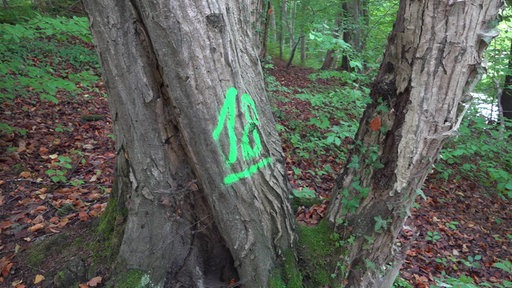 Das Bild zeigt einen Baum auf den eine Zahl gemalt wurde