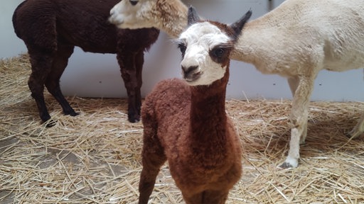 Ein Babyalpaka und 2 ausgewachsene Alpakas stehen im Stall.