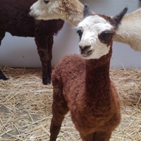 Ein Babyalpaka und 2 ausgewachsene Alpakas stehen im Stall.