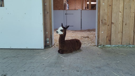 Der Alpaka Nachwuchs in einem Stall auf dem Boden.