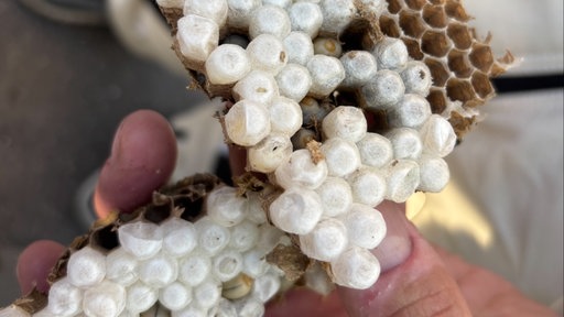 Eine Hand hält ein Stück Wabe aus dem entfernten Nest der Asiatischen Hornisse