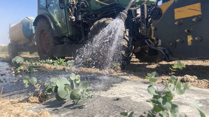 Ein Feld voller kleinen Eukalyptuspflanzen. Ein Traktor fähr vorbei und sprüht Wasser auf die Pflanzen.