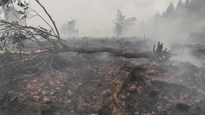 Brandschäden im Hohen Venn