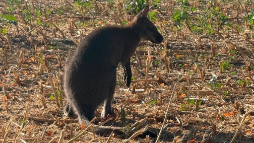 Ein Känguru auf einem Feld.