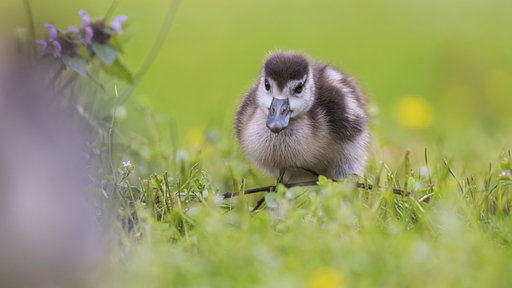 Ein Nilsgansküken auf einer Wiese.