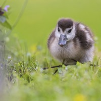 Ein Nilsgansküken auf einer Wiese.