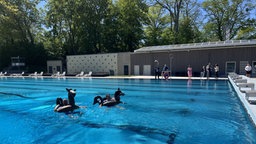 Zwei Personen schwimmen mit Schwimmreifen in Form eines Pferdes im Freibadbecken.
