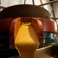 Senf fließt aus Mahlwerk der Senfmühle