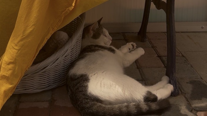Eine Katze liegt unter einem Stuhle, der mit einem gelben Laken bedeckt ist