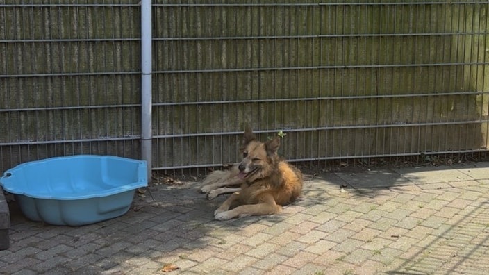 Ein Hund liegt in der Sonne neben einem blauen Planschbecken