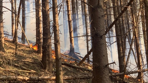 Ein Hang in einem trockenen Wald, am Boden lodern Flammen.