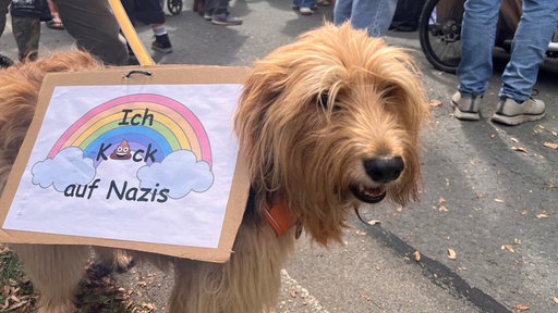 Ein Hund mit einem Schild auf dem Rücken