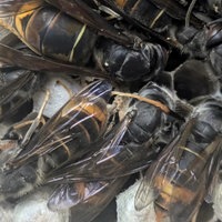 Mehrere Hornissen arbeiten an den Waben ihres Nestes.