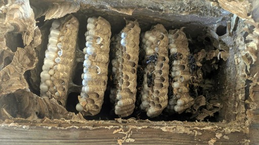 Das Nest der asiatischen Hornisse mit mehreren Wabenstöcken.