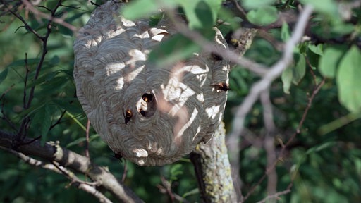 Ein Nest der Asiatischen Hornissen