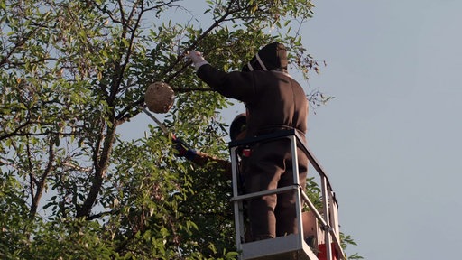 Schädlingsbekämpfer entfernen ein Hornissennest aus einem Baum