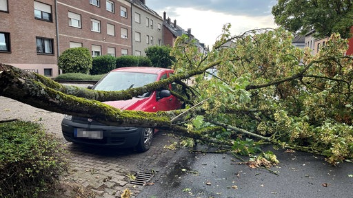 Baum ist in Mönchengladbach vor einem Auto umgestürzt