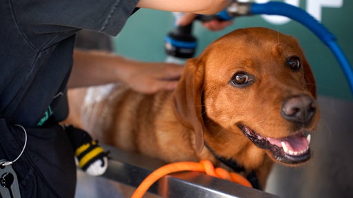 Labrador Ellie steht hechelnd in der Wanne und lässt sich abduschen.