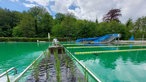 Freibad mit türkisfarbenem Wasser und Pflanzen zum Reinigen des Wassers