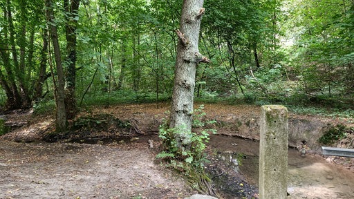 Waldstück mit Bachlauf