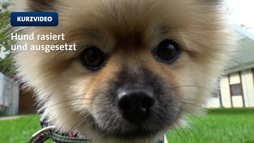 Hundegesicht groß