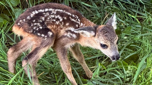 Ein kleines Rehkitz steht ängstlich auf einer Wiese