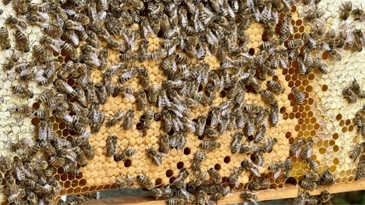 Eine Bienenwabe voller Bienen
