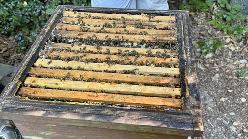 Ein offener Bienenstock
