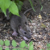 Eine Ratte im Gebüsch
