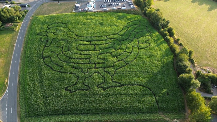 Aus der Vogelperspektive wird ein Maisfeld von oben gezeigt, in dem die Umrisse eines Huhns zu erkennen sind
