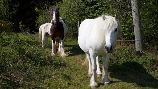 Ein Schimmel und ein braun-weiß geschecktes Pferd stehen hinterienander auf einer Weide