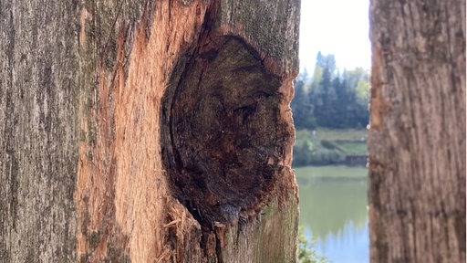 In einem Holzpfahl ist ein großes Loch, im Hintergrund sieht man einen Fluss. 