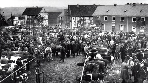 Vieh steht auf einem Marktplatz