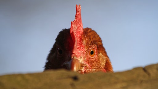 ein braunes Huhn starrt in die Kamera