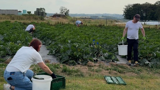 Drei Ehrenamtler packen auf dem Zucchini-Feld mit an