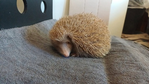 Ein Igel in der Auffangstation in Sankt Augustin